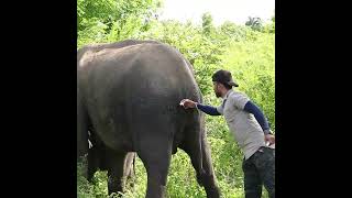 Injured mother elephant treated by wildlife officers | 野生生物の役員によって治療された負傷した母象 | Elephant #shorts