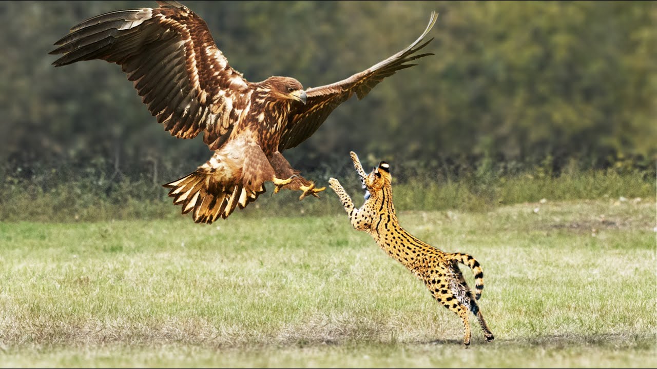 Eagle Vs Serval Cat In Big Fight Can Serval Cat Escape YouTube