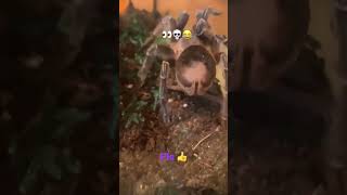 Tarantula butt