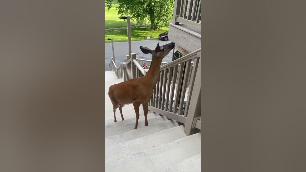 Deer Walks Up Stairs ViralHog YouTube