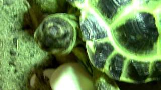 Horsfield Tortoise - George