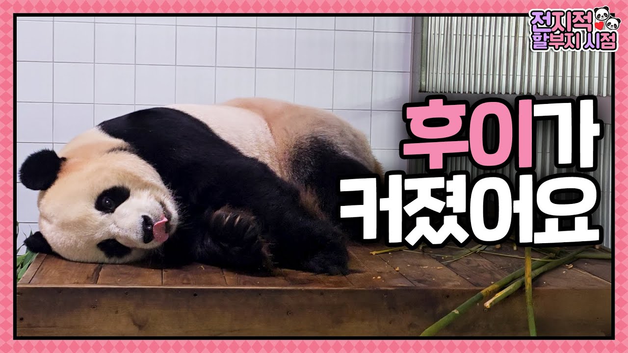 Эп.237: Просто малыш возле Kang Bao...🍼 Ai, Le, Ru, Hu Baby Baos