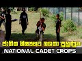      sri lanka cadet crops training  national cadet crops ncc sri lanka