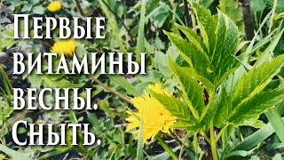 🌿Первые витамины весны. Сныть.