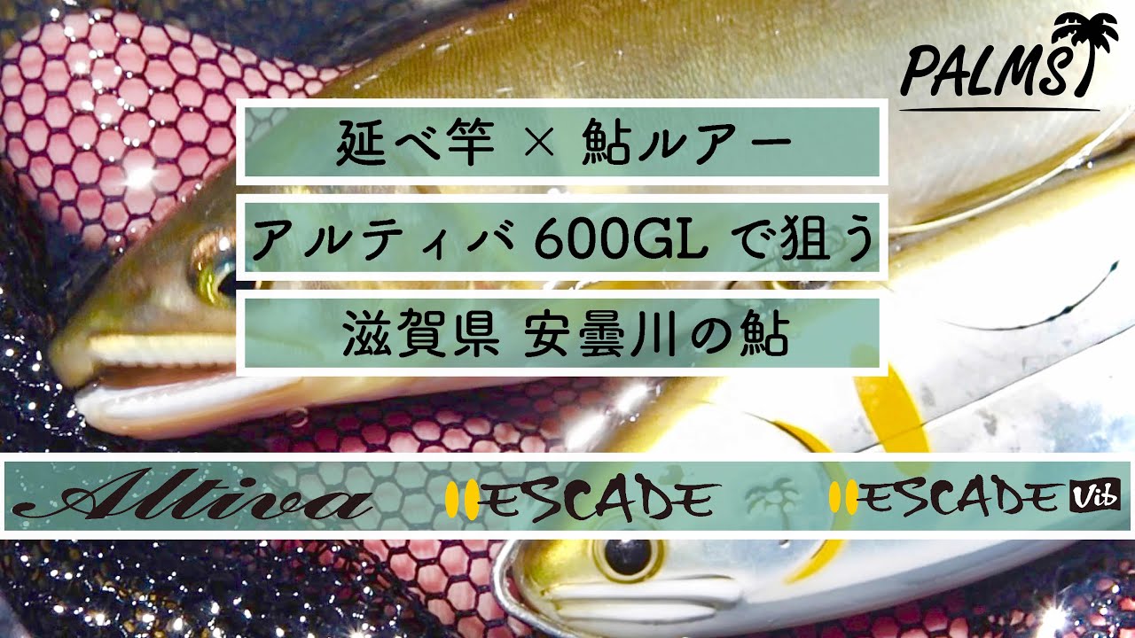 [延べ竿×鮎ルアー]安曇川鮎をアルティバ600GL&エスケードシリーズで狙う