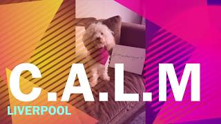 Jack The Toy Poodle’s C.A.L.M 'Purple Rain Challenge'