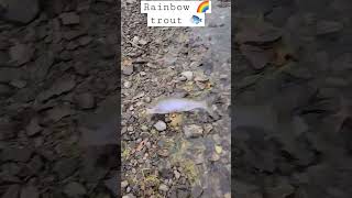 Devils Lake Rainbow Trout #shorts