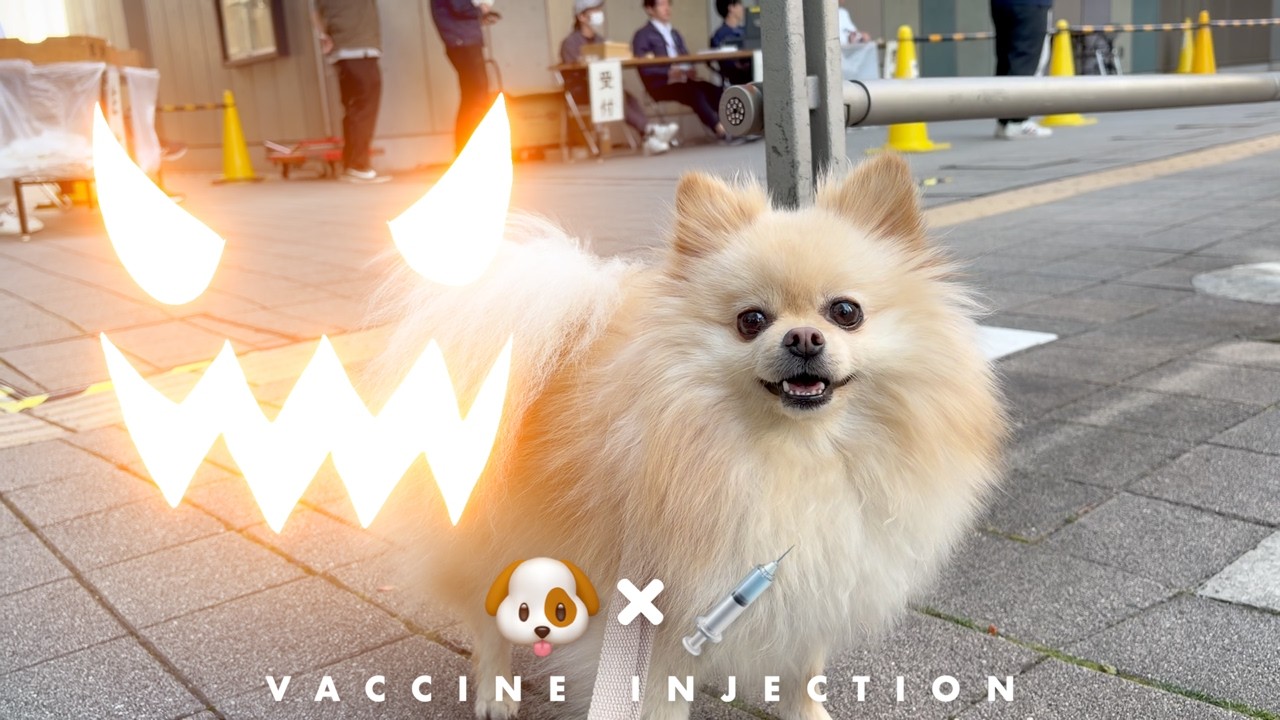 注射のリアクション大事だす！ポメラニアンYouTuber