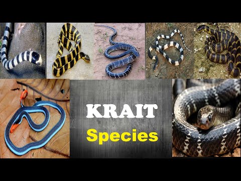 Video: Krait snake: description, habitat, lifestyle, nutrition, photo