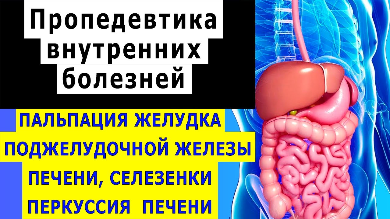 Пальпация желудка, поджелудочной железы, печени, селезенки | Перкуссия печени |