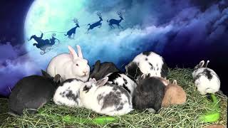 CHRISTMAS (Guitar) MUSIC  🎸🎄🐰 Baby BUNNIES 🎅🏼 Santa Clause & REINDEER 🦌 🐰 ✨ RABBIT COLONY ✨ by Cosmic BUNNIES 2,881 views 1 year ago 1 hour, 16 minutes