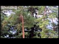 Le pin sylvestre pinus sylvestris