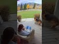 Doorbell Cam Captures Hero Dog Saving Baby from Mountain Lion! 🦁🐶