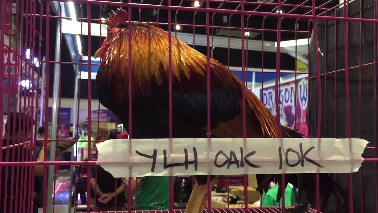 DRAGON WARRIOR GAMEFARM GULL and YLH at World Gamefowl Expo 2020