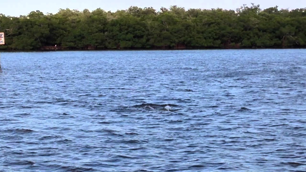 Dolphins at play Hell Peckney Bay