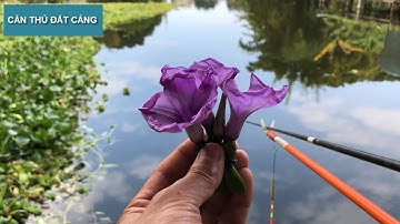 Câu Cá Bằng Mồi Hoa và Giá Đỗ ? l CẦN THỦ ĐẤT CẢNG