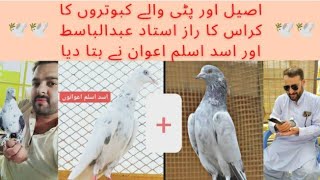 With Ustad Abdul Basit about Pigeon Cross Breedingاونچے اور نیچے اڑنے والے پٹی والوں کے کراس کبوتر۔