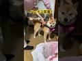 このハーネスは無茶苦茶良いです。お勧め！#柴犬 #柴犬のいる暮らし #柴犬ライフ #柴犬大好き #癒し #shibainu #しばいぬ #cute #かわいい犬 #心亜