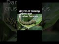 day 16 of making Darth leaf crusher famous