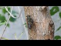 【昆虫採集】秋のツクツクボウシの鳴き声がゆっくりすぎた　Autumn Cicada Song!!