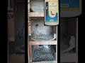 Take care of pigeons in summer with proelectro max and 4 in 1 powder