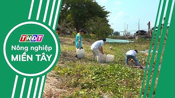 TP. Hồng Ngự: Thả cá tái tạo nguồn lợi thủy sản | Nông nghiệp Miền Tây