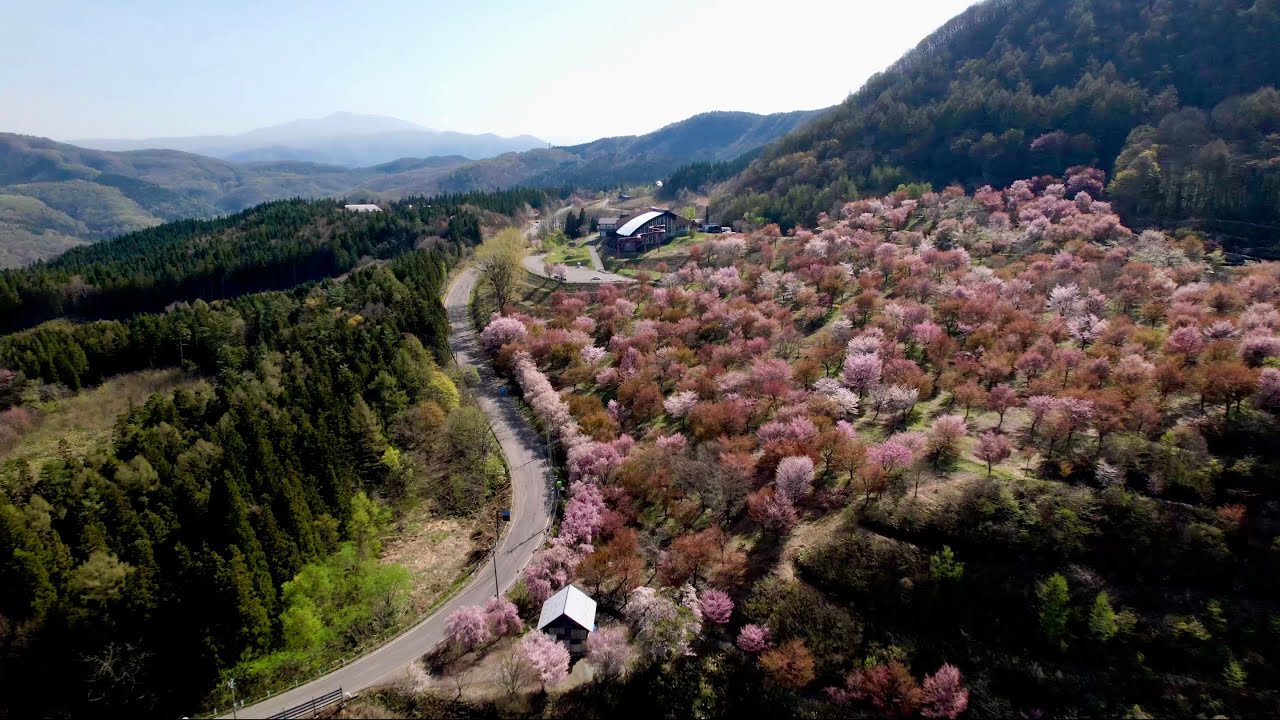 4K空撮 裏磐梯 北塩原村 桜峠のオオヤマザクラ - YouTube