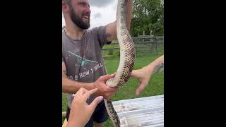 SNAKE invades our chicken coop