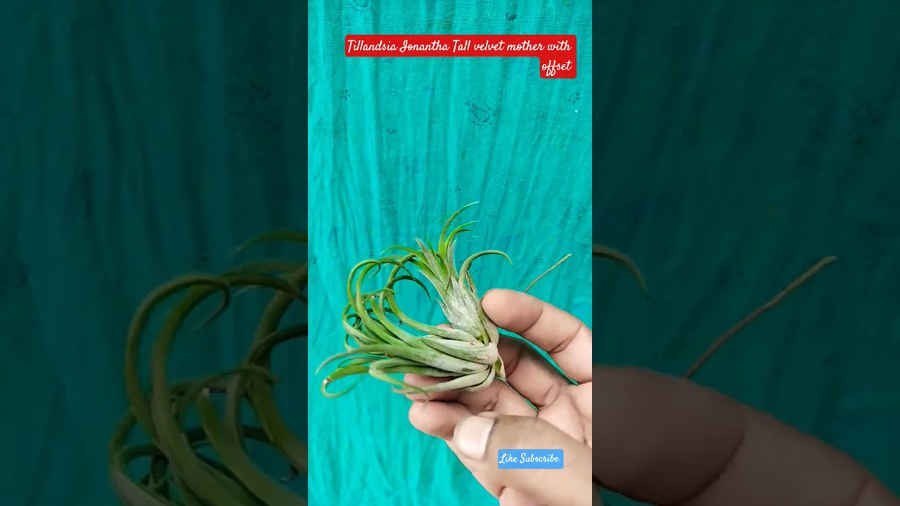 Tillandsia Ionantha Tall Velvet #ytshorts #plants #nature