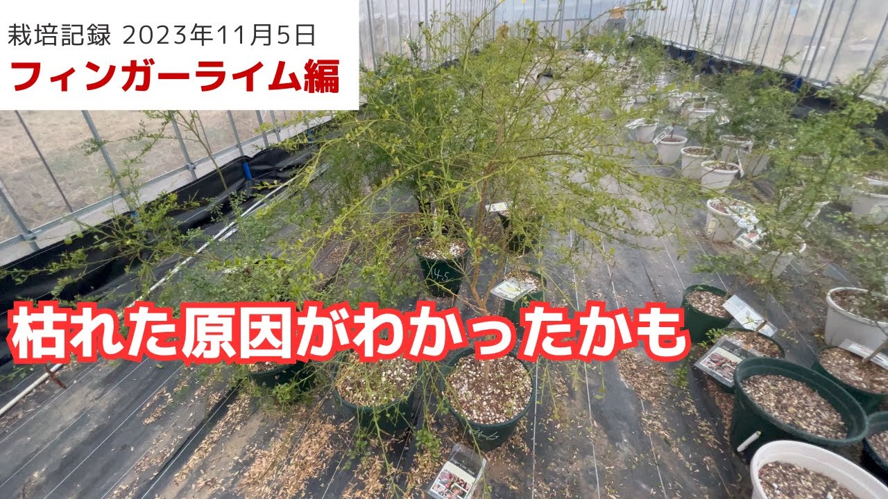 フィンガーライムが枯れた原因がわかったかも