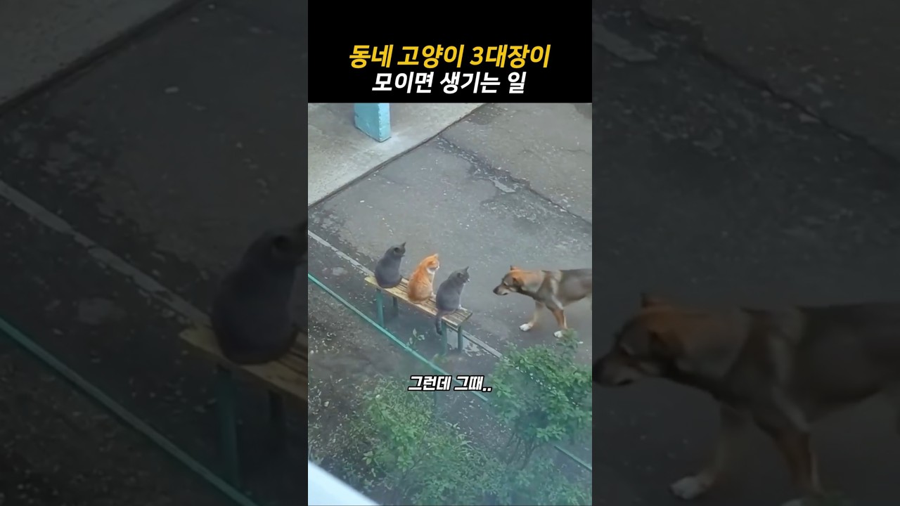 고양이 3대장이 댕댕이를 만나면 생기는 일