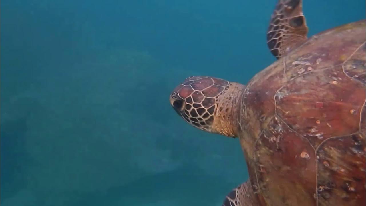 Ютуб черепахи. Морские черепахи кусаются. Черепаха укусила человека.