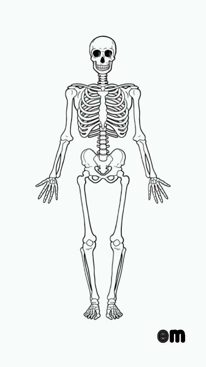 skeltetal system part-1