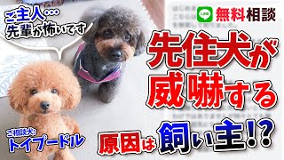 【トイプードルの多頭飼い】先住犬さんの威嚇は愛情表現の差どうすればいいのか解説致します