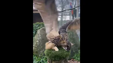 Сова чистит лапы и клюв