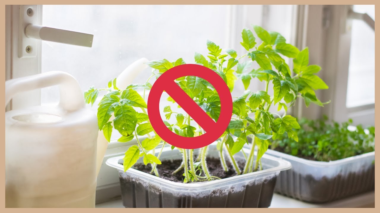 Warum du dein Gemüse NICHT an der Fensterbank vorziehen solltest + 6 andere  Anzucht-Fehler 🌱 - YouTube