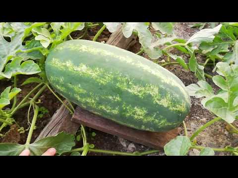 Прогулка по огороду. В гостях у тёти Ани.