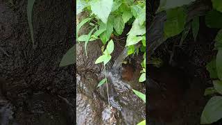 Pure Nature Sounds | Flowing Water Therapy#nature #relaxing #watersounds #shorts