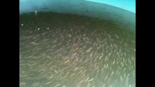 Feeding baby Coho Salmon at a Vancouver Island fish hatchery