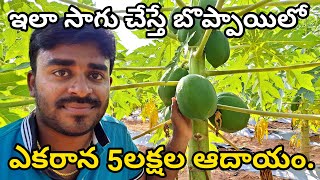 Boppai Sagu In Telugu||Profits with Papaya Farming || Papaya Cultivation || Indarapu Srinivasa Rao