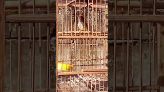 Pancingan Prenjak Jantan Dan Betina prenjakatas prenjakkepalamerah prenjaktamugacor prenjak