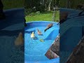 アヒル用のプールを選ぶ