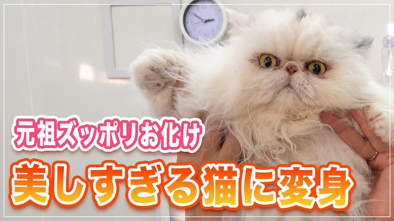 【ひらめちゃん】元祖ズッポリお化けがシャンプーしたら美猫すぎた【エキゾチックLH】