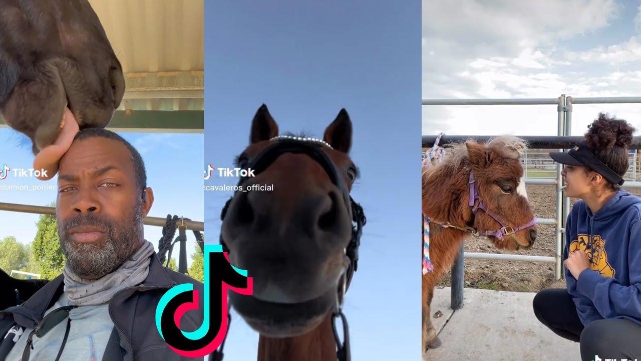 30 Minutes Of Reletable HORSE - TikTok Compilation 2023 #3