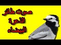أقوى صوت لطائر الذعرة البيضاء The Loudest Sound Of The White Wagtail أقوى صوت لطائر الذعرة البيضاء The Loudest Sound Of The White Wagtail