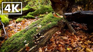 Soothing Rain in the Forest | The Sounds of Nature | Mushrooms and Wilderness