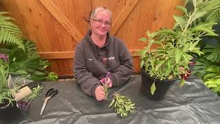 Making Smudge Sticks From White Sage From The Garden