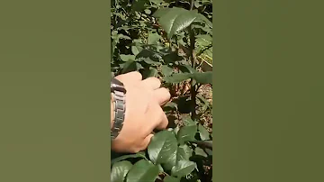 Зачем обрезать розы после цветения? 🌹