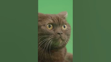 Decoding Cat