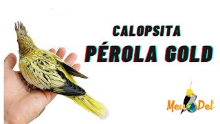 Calopsita pérola gold